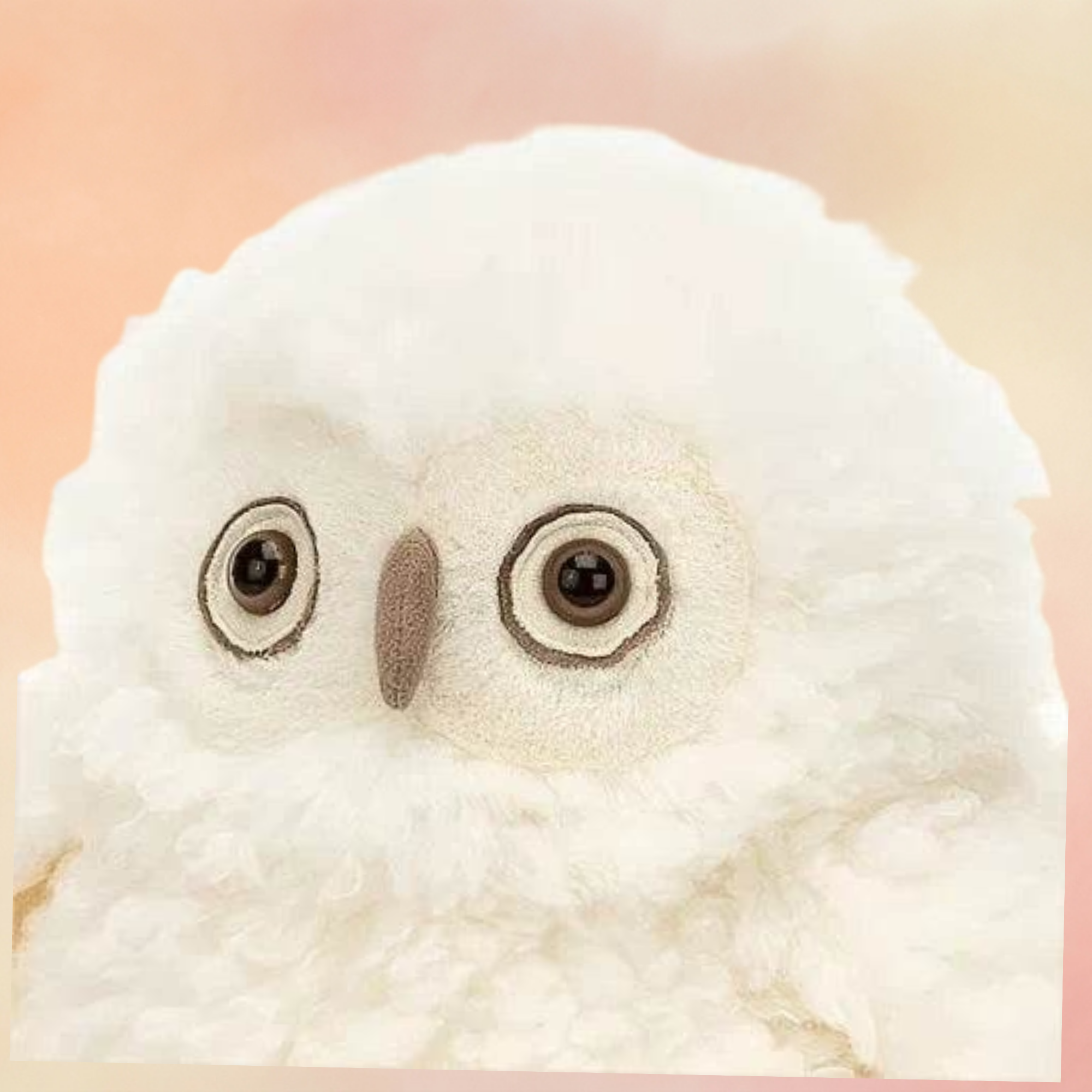 Apollo Owl | Birds Collection